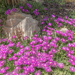 Ice plant, Pink Carpet